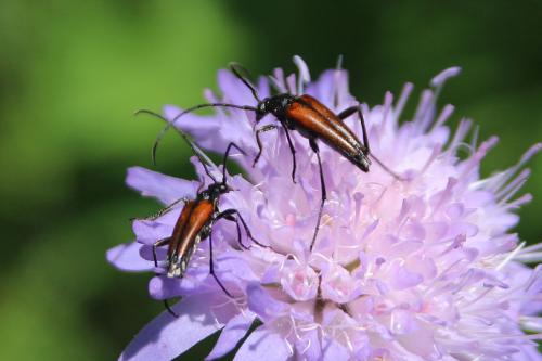 Réf. 237 485 : Stenurella melanura